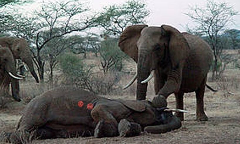 Elephant vs Elephant Wild Animal Fights To The Dead