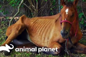 Emaciated Horse Rescued In Time To Save Her Life | Animal Cops Houston