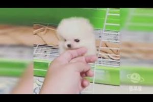 En Tatlı Yavru Köpekler - Minik Köpekler - Hayvanlar Alemi 3
