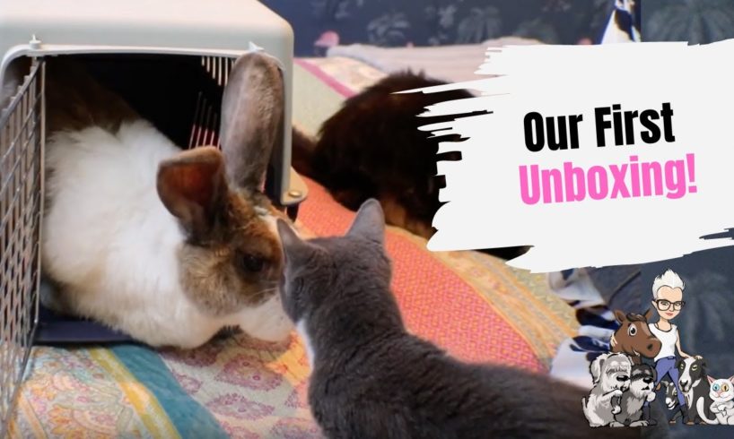 Episode 3: Our First Unboxing - Unboxing a Rescued Critter ???