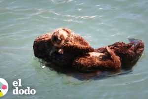 Es tan relajante ver a estas nutrias flotando | El Dodo