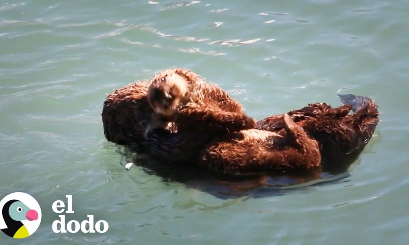 Es tan relajante ver a estas nutrias flotando | El Dodo