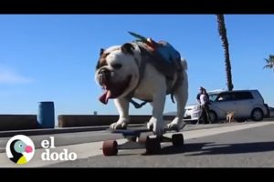 Esta bulldog es una patinadora estrella | El Dodo