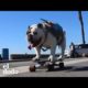 Esta bulldog es una patinadora estrella | El Dodo