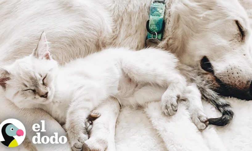 Esta gatita le enseñó a este perro como actuar como perro | El Dodo