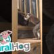 Exotic Pets Playing Fetch || ViralHog