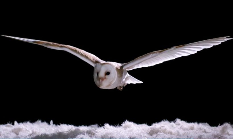Experiment! How Does An Owl Fly So Silently? | Super Powered Owls | BBC