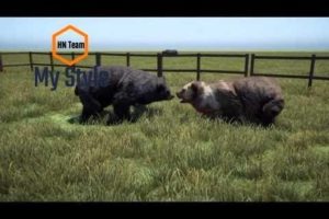 Far cry 4 animal fights