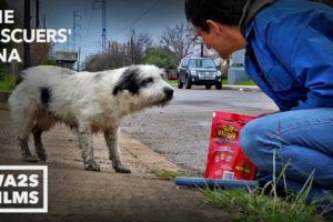 Fastest Rescue & Reunion of Lost Hungry Dog Ever Because of Microchip - Hope For Dogs