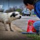 Fastest Rescue & Reunion of Lost Hungry Dog Ever Because of Microchip - Hope For Dogs