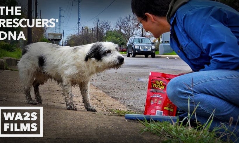 Fastest Rescue & Reunion of Lost Hungry Dog Ever Because of Microchip - Hope For Dogs