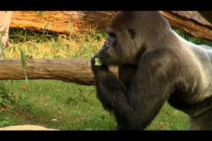 Feeding the Animals at the Smithsonian's National Zoo