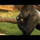 Feeding the Animals at the Smithsonian's National Zoo