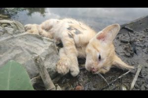 Find and Rescue Abandoned Kittens by the Lake | How support and who abandoned the kitten