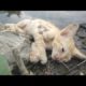Find and Rescue Abandoned Kittens by the Lake | How support and who abandoned the kitten