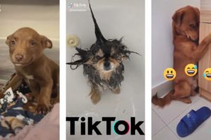 For You TIK TOK Cute Puppies Doing Funny Things #4U