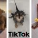 For You TIK TOK Cute Puppies Doing Funny Things #4U