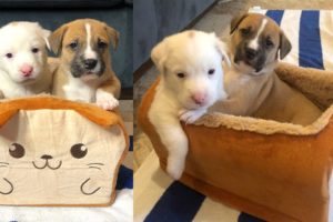 Foster Puppies Playing in a Bread Bed!