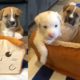 Foster Puppies Playing in a Bread Bed!