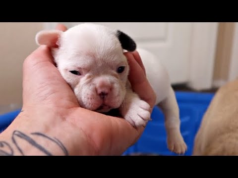 French Bulldog Puppies, 3 Weeks Old!