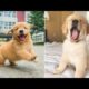 Funniest & Cutest Golden Retriever Puppies #8- Funny Puppy Videos 2020