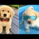 Funniest & Cutest Golden Retriever Puppies #9- Funny Puppy Videos 2020