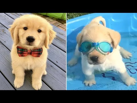 Funniest & Cutest Golden Retriever Puppies #9- Funny Puppy Videos 2020