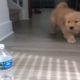 Funniest & Cutest Golden Retriever Puppies Compilation 2020