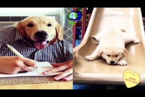 ?Funniest &? Cutest Golden Retriever? puppies video compilation 2020 [Picture TV] #3