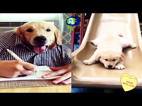 ?Funniest &? Cutest Golden Retriever? puppies video compilation 2020 [Picture TV] #3