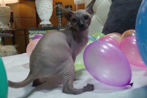 Funny 5 Kittens are Popping and Playing with Balloons? Don SPHYNX