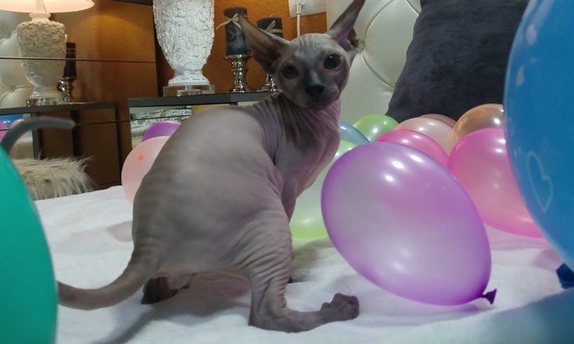 Funny 5 Kittens are Popping and Playing with Balloons? Don SPHYNX