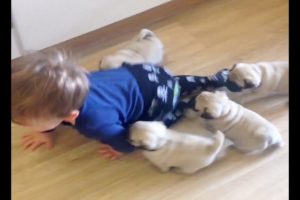 Funny  And Cute Kittens And Puppies Chasing Kids To Play!