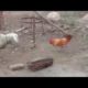 Funny Animal Fight, between a Sheep and a Hen