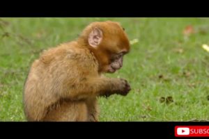 Funny Animal Videos  | Compilation | WATCH ADDICTS