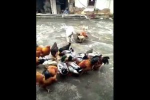 Funny Animals Fight Videos - Dog VS Chicken