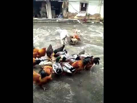 Funny Animals Fight Videos - Dog VS Chicken