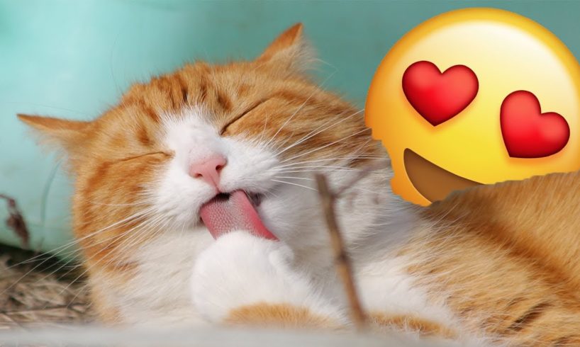 Funny Cats and Cute Kittens Playing ? Compilation for laugh ??