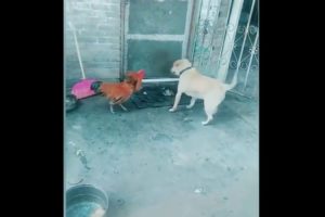 Funny Chicken VS Dog Fight