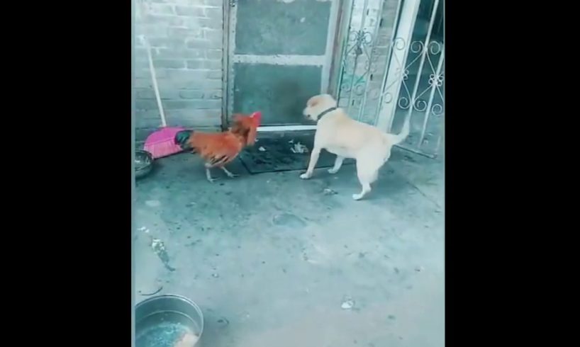 Funny Chicken VS Dog Fight
