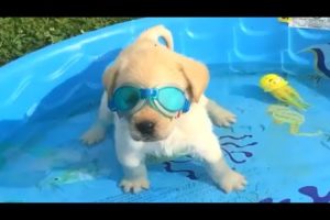 Funny Dogs Love Swimming - Puppy Videos 2020