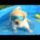 Funny Dogs Love Swimming - Puppy Videos 2020