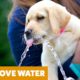 Funny Dogs Videos! Dogs vs Water  | Funny Pet Videos