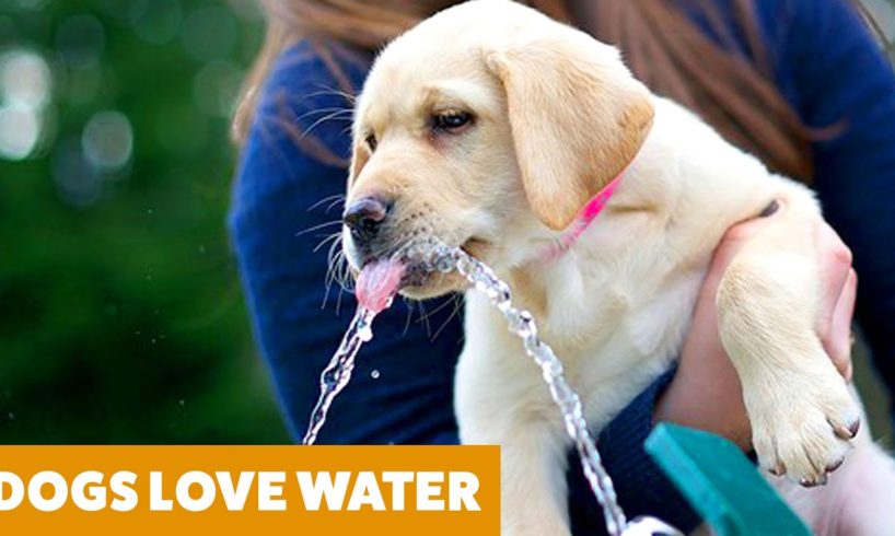 Funny Dogs Videos! Dogs vs Water | Funny Pet Videos