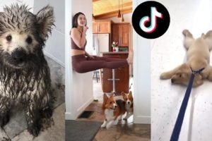 Funny Dogs of TIKTOK Compilation ~ Nothing Cuter Than Cute Little Puppies