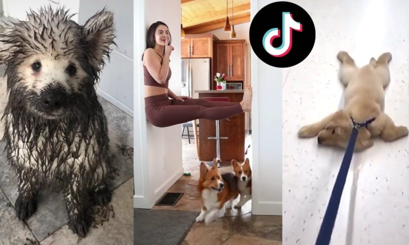 Funny Dogs of TIKTOK Compilation ~ Nothing Cuter Than Cute Little Puppies