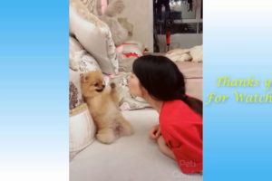 Funny Pets and Cute Pets Videos Compilation