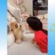 Funny Pets and Cute Pets Videos Compilation