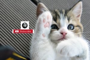 Funny Siamese Cats Playing ?? Cute Siamese Cats (2020) [Funk]