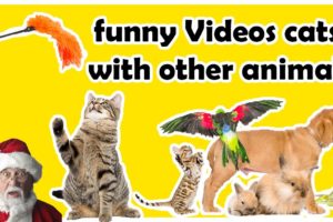 Funny Videos Cats with other Animals Playing & happy | Compilation 2020